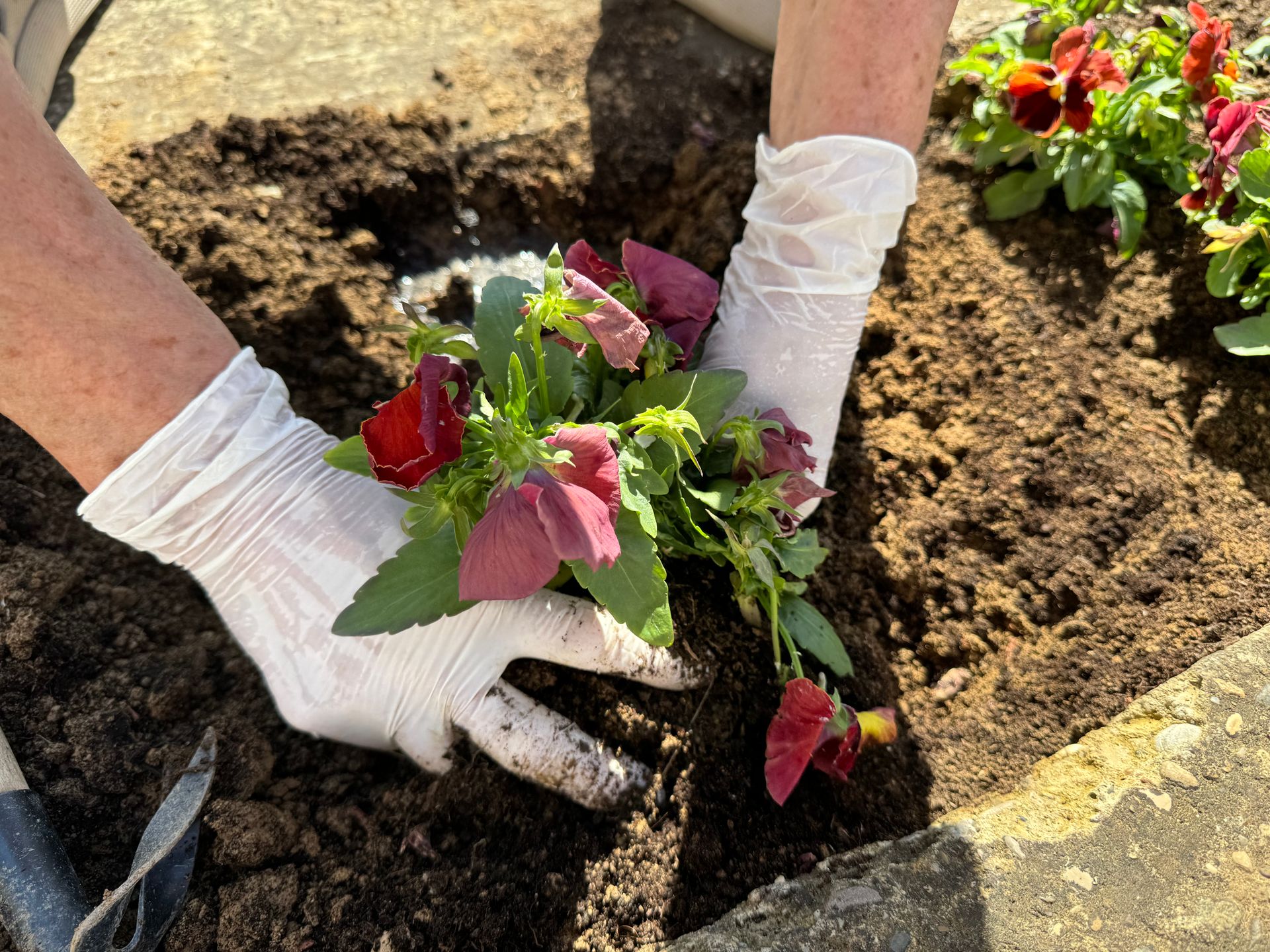 Gloved hands setting flowering annuals into a freshly prepared bed in warm sunlight