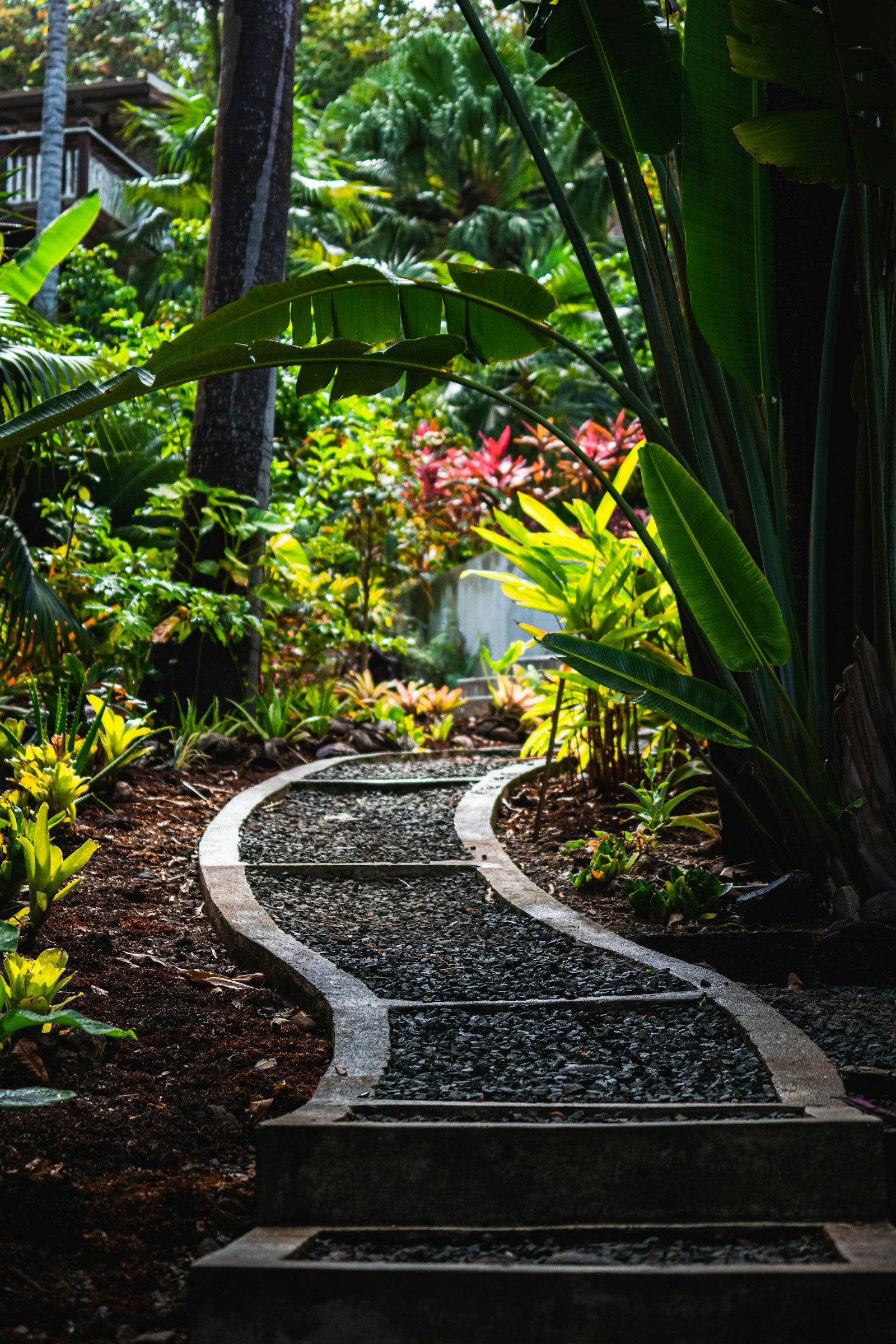 Tropical garden path winding between palms and broad-leaf plantings.