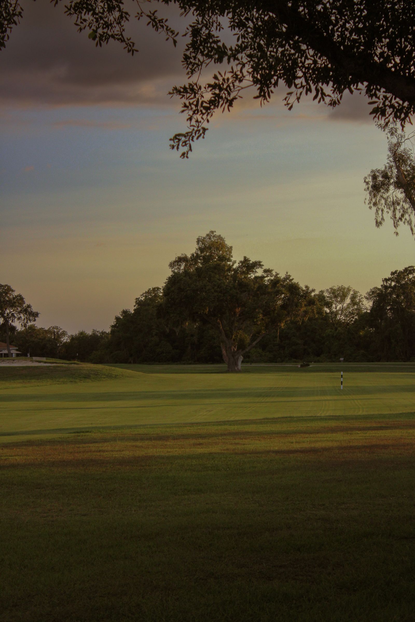 Live oaks and a manicured fairway at sunset in a Central Florida golf community